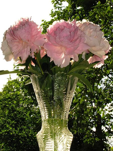 Garden peonies