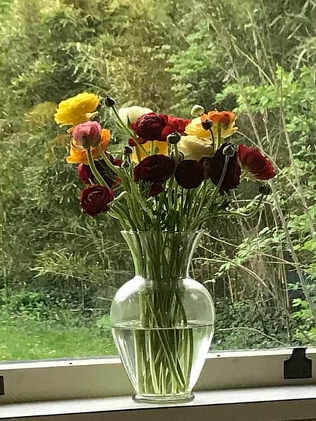 Red ranunculus